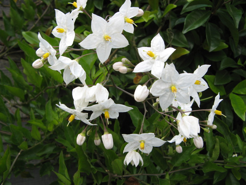 jasmine_solanum_jasminoides.jpg