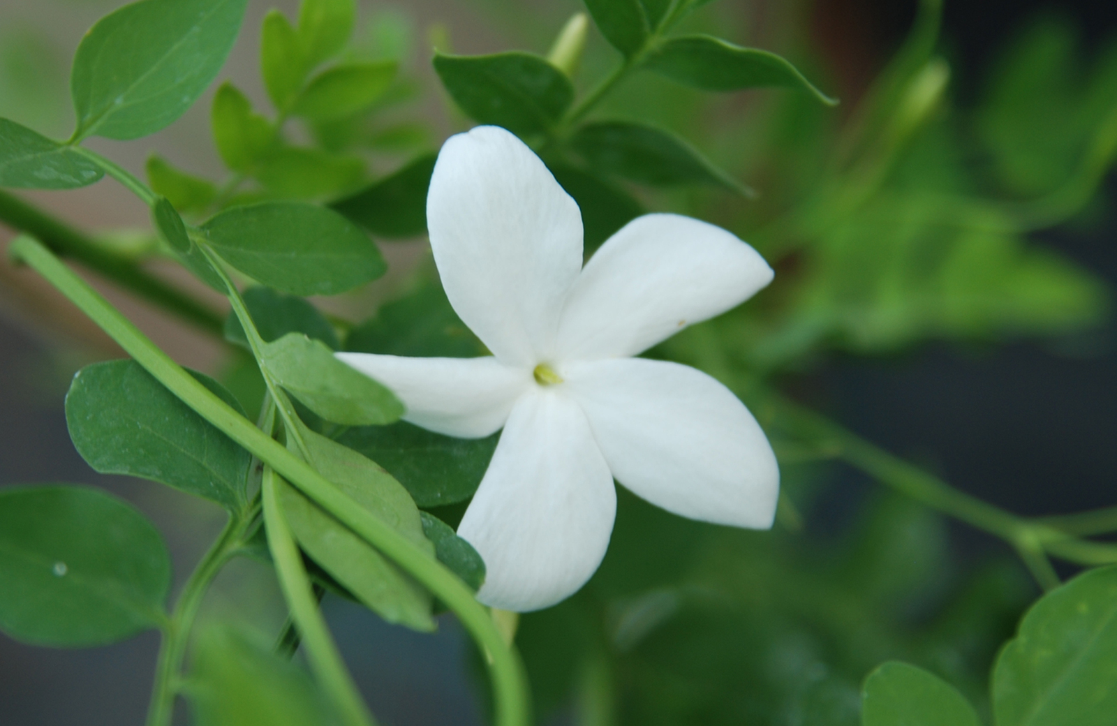 jasminum%20grandiflorum.JPG