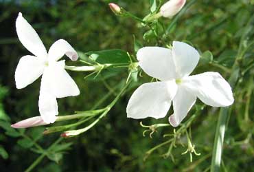jasminum-grandiflorum.jpg