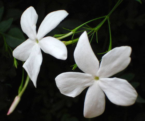 Jasminum-grandiflorum.jpg