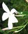 jasminum-grandiflorum.jpg