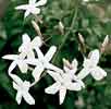 jasminum.jpg