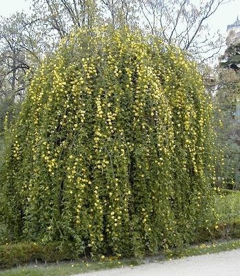 Jasminum_mesnyi4.jpg