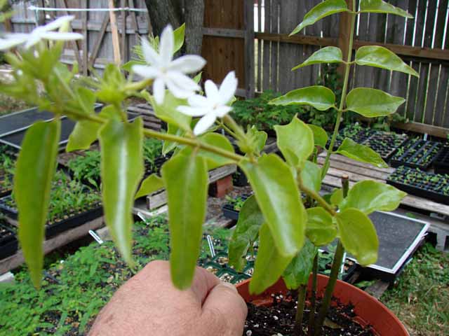 Jasminum_multiflorum02.jpg