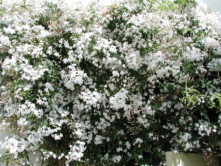 jasminum_officinale1.jpg