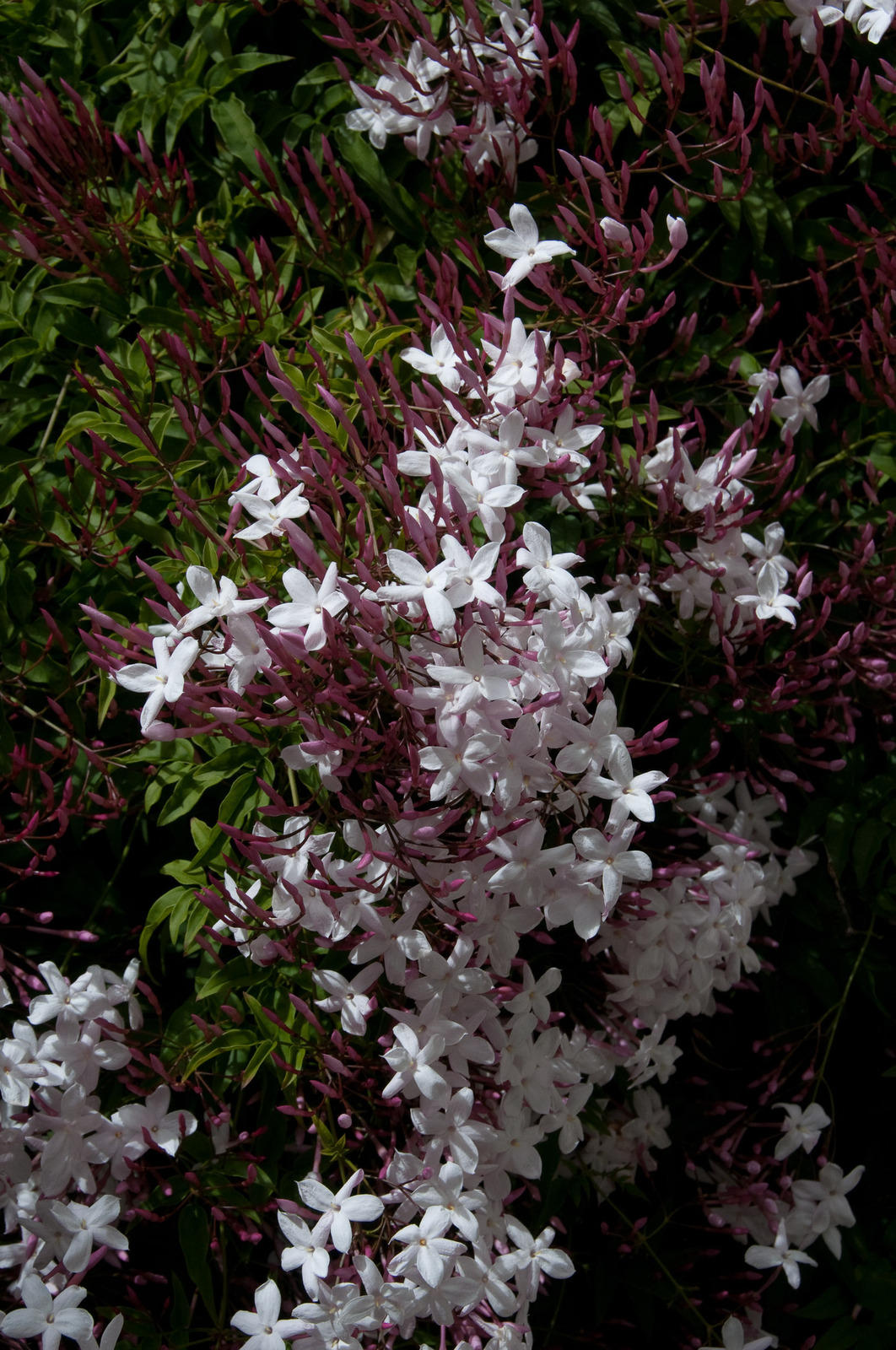 Jasminum_polyanthum-0DD90DD700.jpg