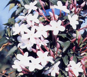 jasminum_polyanthum.jpg