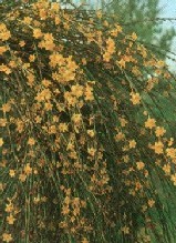 jasminumnudi02.jpg