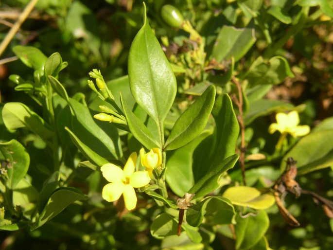 jasminumodorherb1.jpg