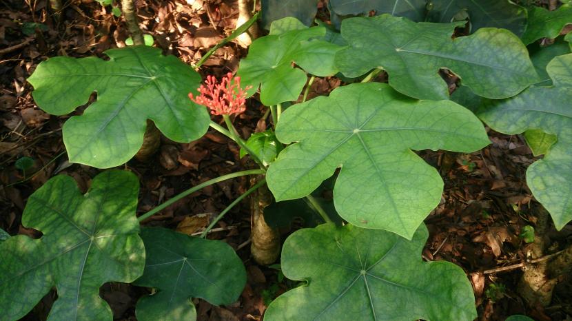 jatropha.jpg