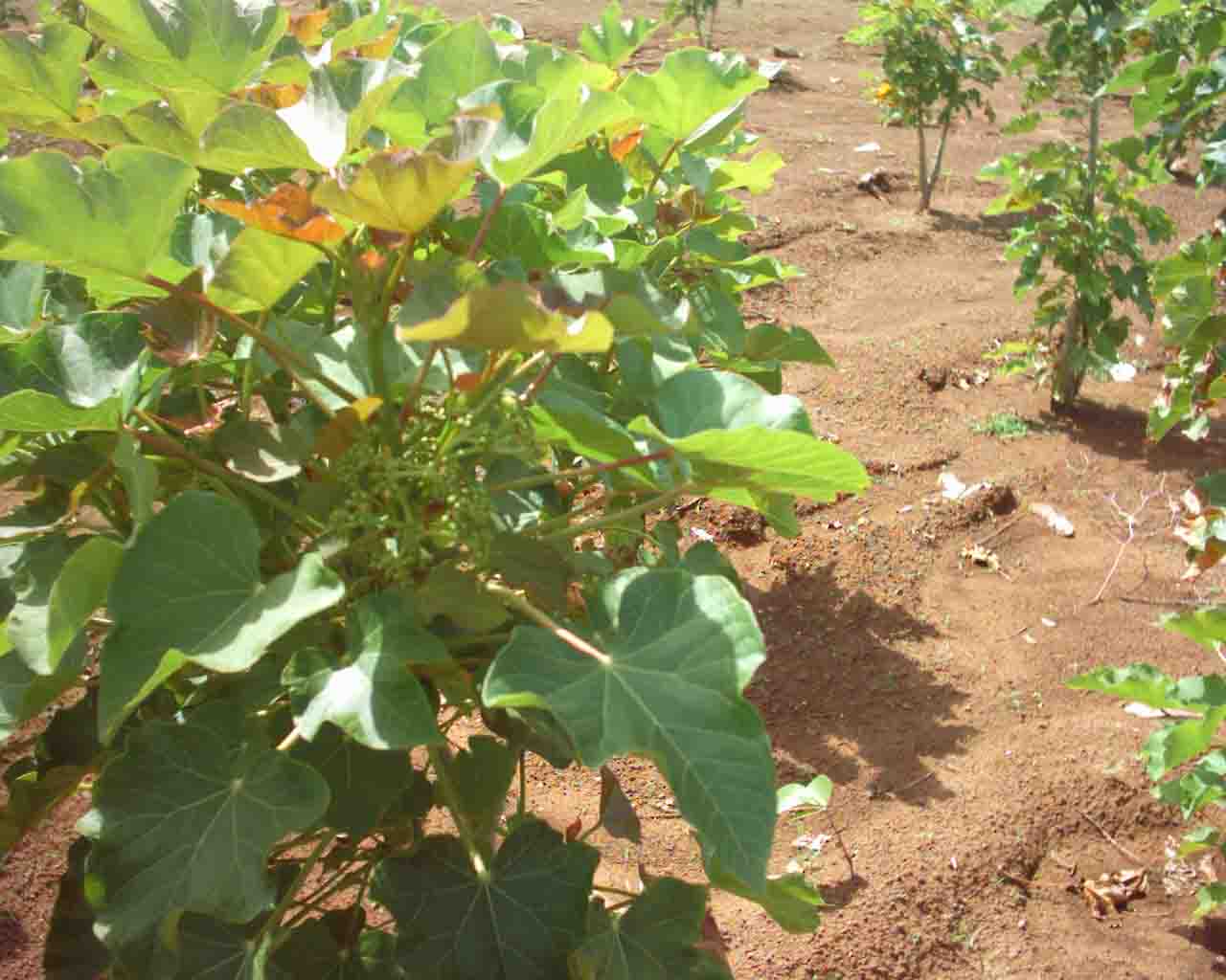 Jatropha_Curcas_Saplings.jpg