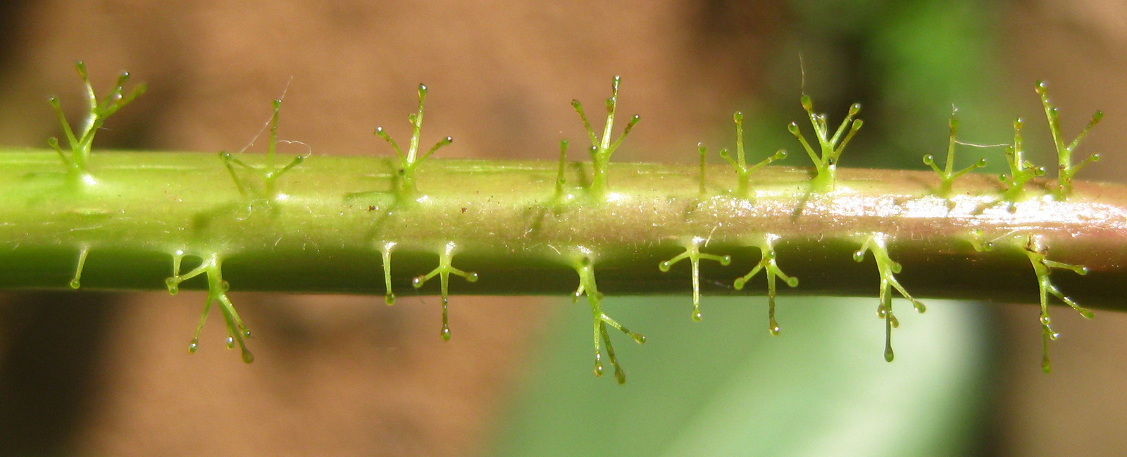 Jatropha_gossypiifolia_-_glandular_petiole_%284537141022%29.jpg