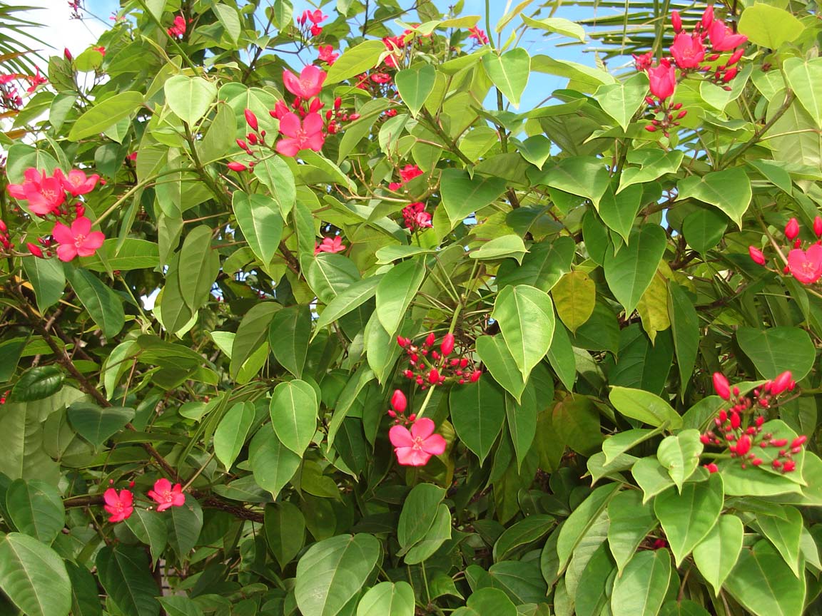 Jatropha_integerrima_4.jpg