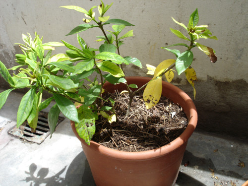 Jazmín de cuatro estaciones: se están poniendo las hojas amarillas (fotos)