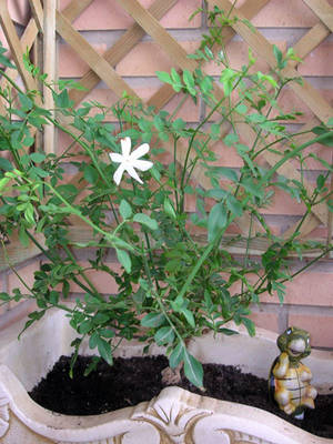 Jazminero_-_primera_flor.JPG