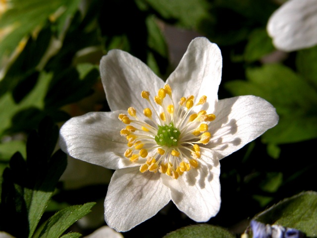 JCS%20Anemone%20nemorosa%2016558.jpg
