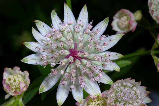 JCS%20Astrantia%20major%2039468.jpg