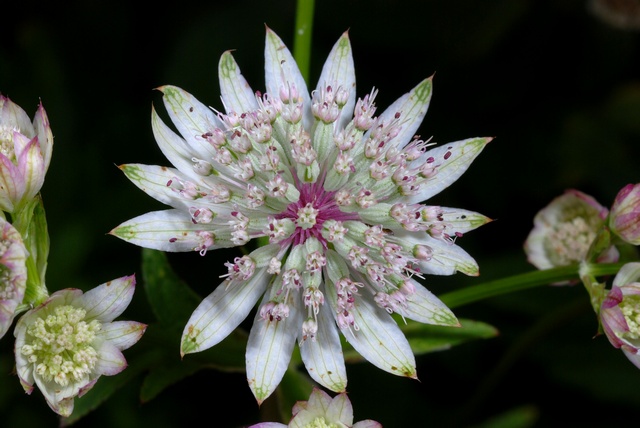 JCS%20Astrantia%20major%2039469.jpg