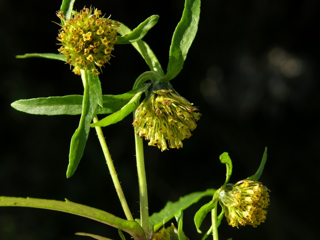 JCS%20Bidens%20cernua%2029466.jpg