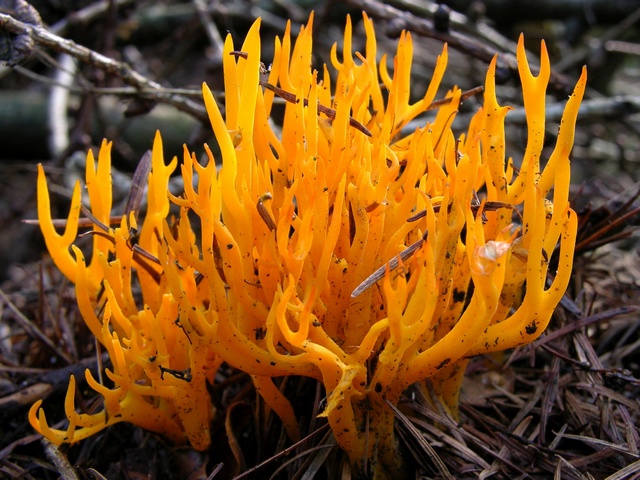 JCS%20Calocera%20viscosa%2033476.jpg