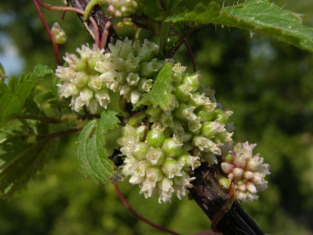 JCS%20Cuscuta%20europaea%2032904.jpg