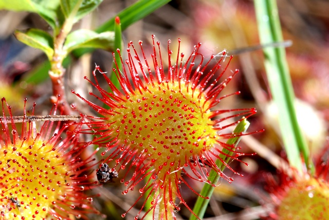 JCS%20Drosera%20rotundifolia%2037413.jpg