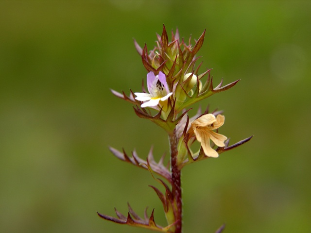 JCS%20Euphrasia%20salisburgensis%20var%20schoenicola%2020397.jpg