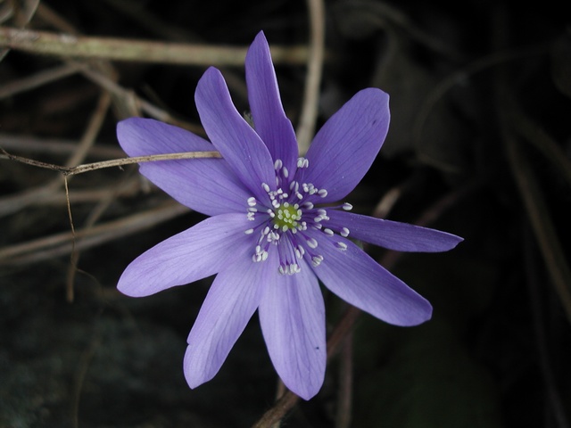 JCS%20Hepatica%20transsilvanica%2014944.jpg
