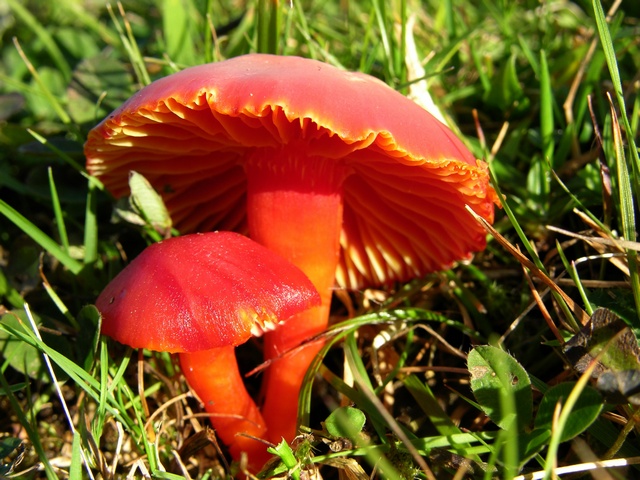 JCS%20Hygrocybe%20coccinea%2022098.jpg