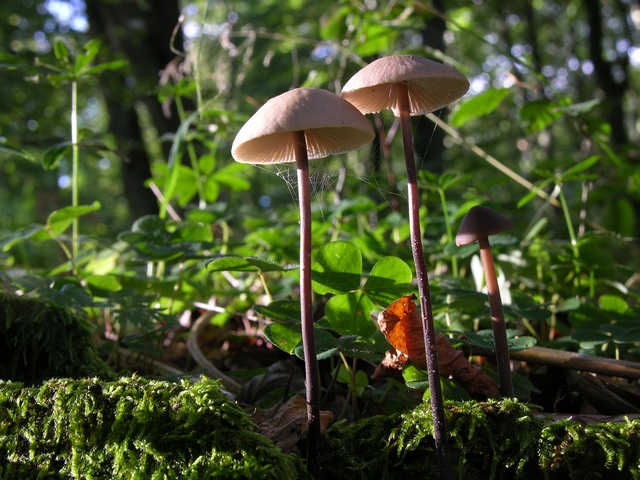 JCS%20Marasmius%20alliaceus%2021546.jpg