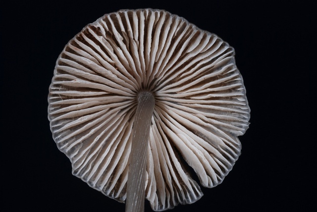 JCS%20Mycena%20polygramma%2040249.jpg