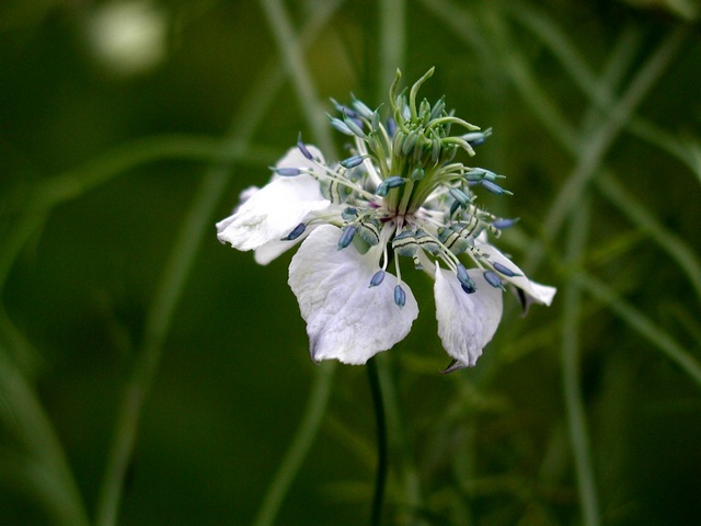 JCS%20Nigella%20arvensis%2014992.jpg