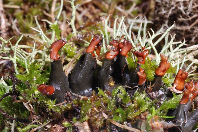 JCS%20Peltigera%20didactyla%2034587.jpg