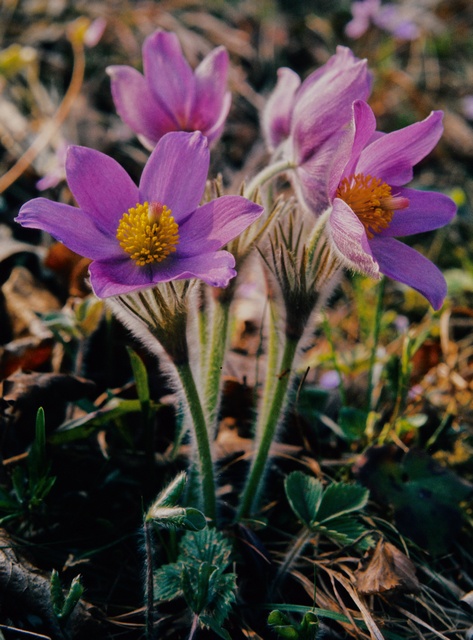 JCS%20Pulsatilla%20patens%2002184.jpg