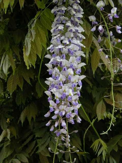 JCS%20Wisteria%20sinensis%2018322.jpg