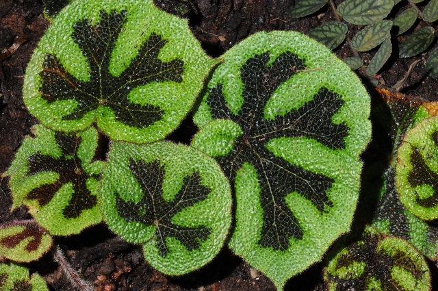 jcs-begonia-masoniana-46922.jpg