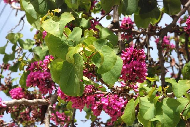 jcs-cercis-siliquastrum-42714.jpg