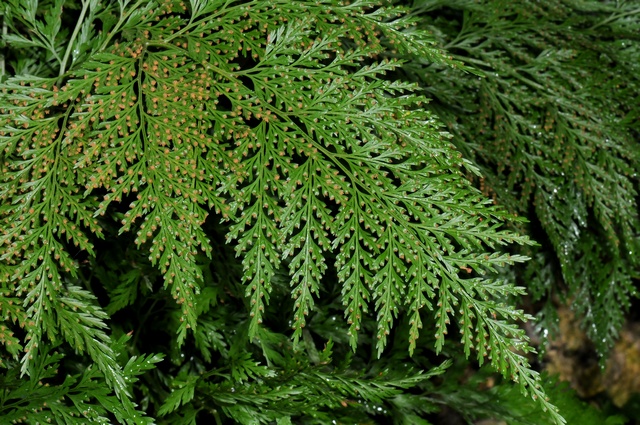 jcs-davallia-canariensis-46781.jpg