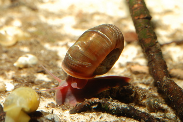 jcs-planorbarius-corneus-35306.jpg