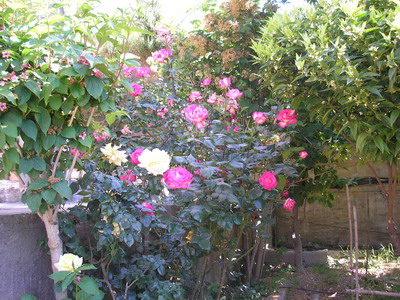 jdv1179906040d.JPG