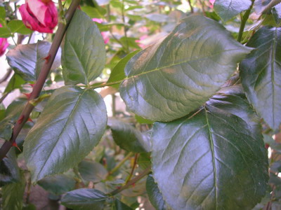 jdv1179906134b.JPG