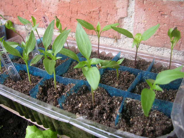 jdv1190998692e.JPG