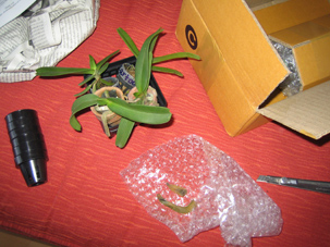 jdv1212088474r.jpg