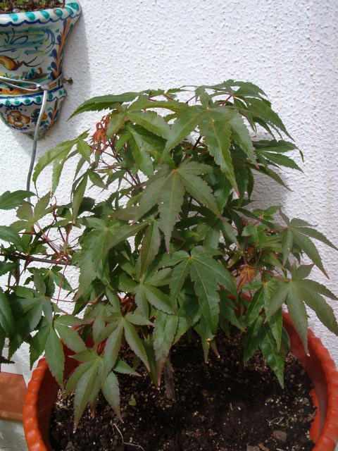 jdv1212109000g.JPG