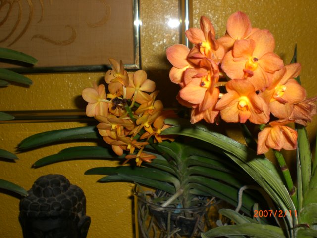jdv1212169294y.jpg