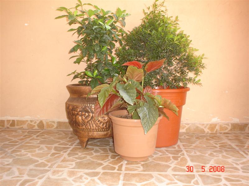jdv1212178840b.JPG