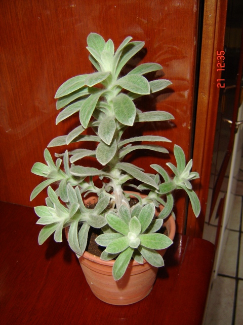 jdv1212451006h.JPG