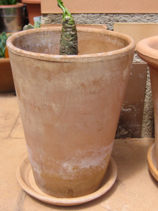 jdv1212505858e.JPG