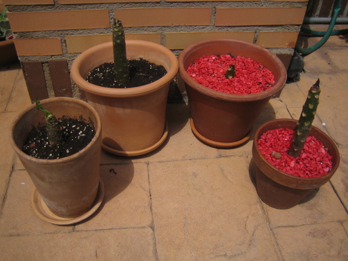 jdv1212505937w.JPG