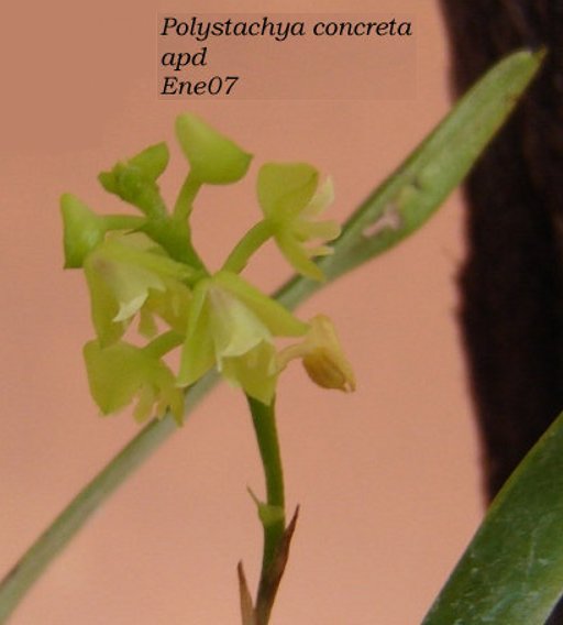 jdv1212622363g.jpg
